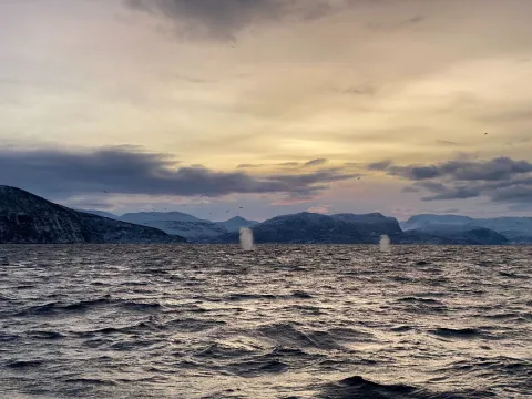 Hvalsafari fra Skjervøy - Explore 70 Degrees 
