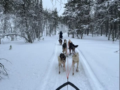          Hundekjøring i vakre Skibotn dalen - Avgang KILPISJÄRVI