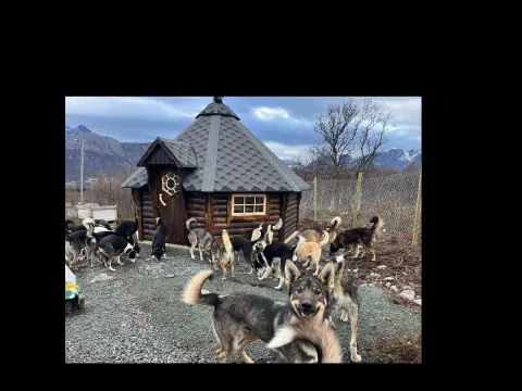 Kveldssafari på snøscooter - Lyngen Safari