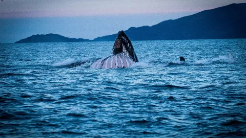 Hvalsafari i lukket båt fra Skjervøy - Dervola Adventure