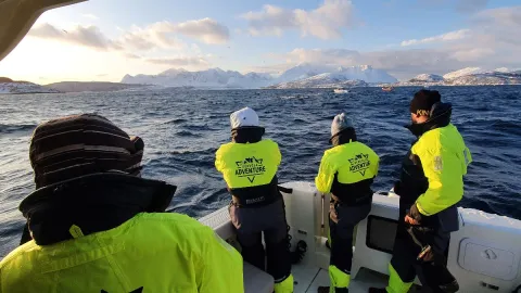 Hvalsafari i lukket båt fra Skjervøy - Dervola Adventure