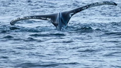 Hvalsafari i lukket båt fra Skjervøy - Dervola Adventure