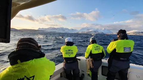 Hvalsafari i lukket båt fra Skjervøy - Dervola Adventure