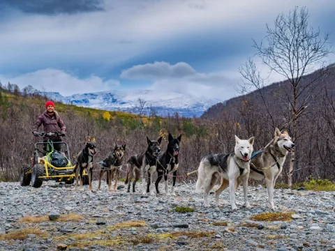 Hundesledetur på hjul - Lyngen Outdoor Experiences