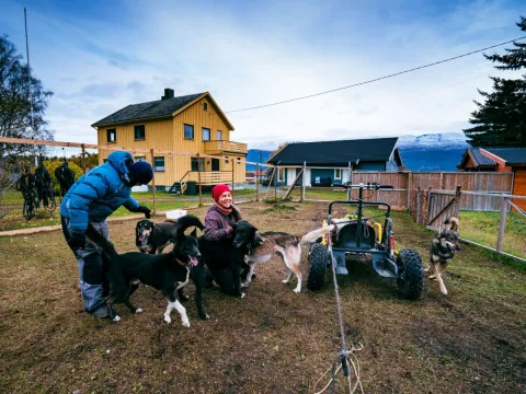 Hundesledetur på hjul - Lyngen Outdoor Experiences