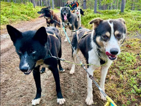 Kennel besøk hos Activenorth