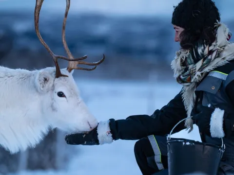 Reindeer Feeding and Sami Culture - 1pm departure - Tromsø Lapland