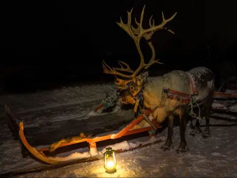 Reindeer Sledding, Reindeer Feeding and Sami Culture with a Chance of Northern Lights with Dinner