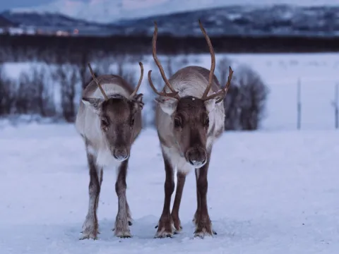 Reindeer Feeding and Sami Culture - 1pm departure - Tromsø Lapland