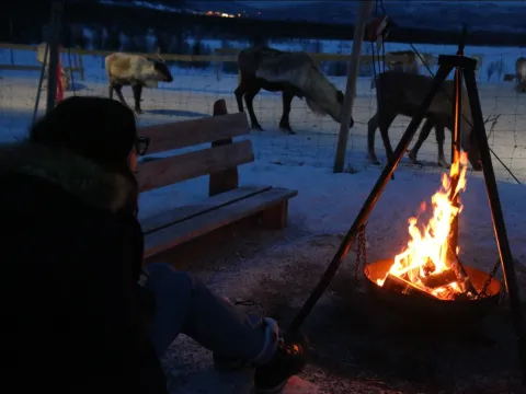 Reindeer Sledding, Reindeer Feeding and Sami Culture with a Chance of Northern Lights with Dinner