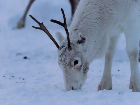 Reindeer Feeding and Sami Culture - 1pm departure - Tromsø Lapland