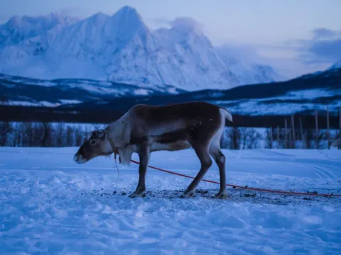 Reindeer Sledding, Reindeer Feeding and Sami Culture with a Chance of Northern Lights with Dinner
