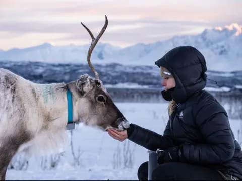 Reindeer Feeding and Sami Culture - 1pm departure - Tromsø Lapland