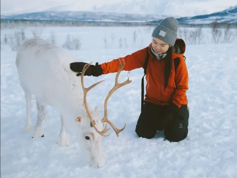 Reindeer Feeding and Sami Culture with Lunch