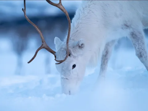 Reindeer Feeding and Sami Culture with Lunch