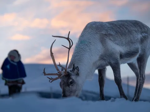 Reindeer Feeding and Sami Culture with Lunch