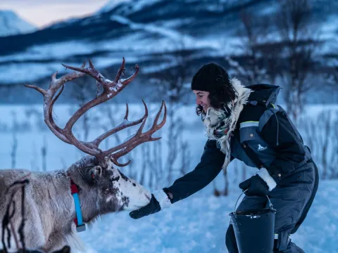 Reindeer Feeding and Sami Culture with Lunch