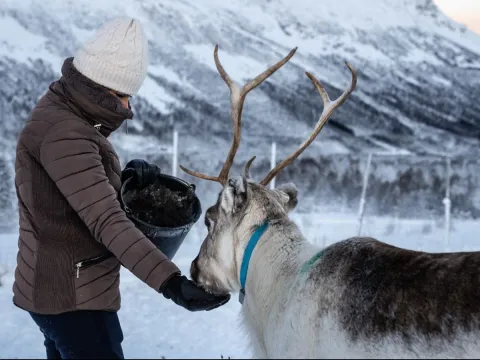 Reindeer Feeding and Sami Culture with Lunch