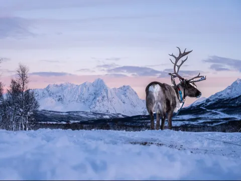 Reindeer Feeding and Sami Culture with Lunch