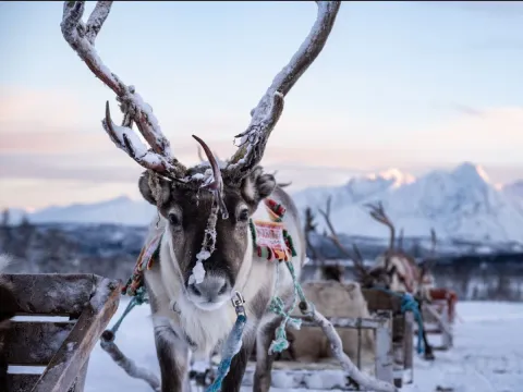Reindeer Sledding, Reindeer Feeding and Sami Culture - Tromsø Lapland
