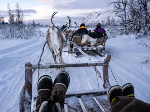 Reindeer Sledding, Reindeer Feeding and Sami Culture - Tromsø Lapland