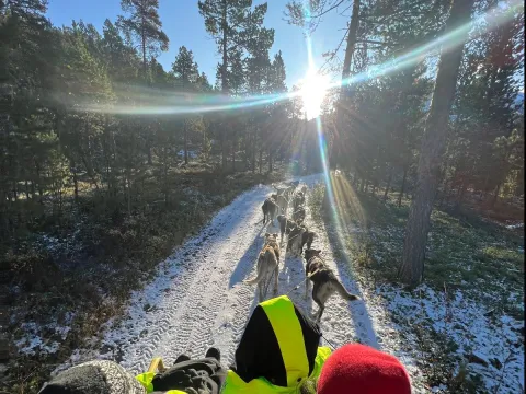 Activenorth - Hundekjøring på hjul inkl transfer TROMSØ 