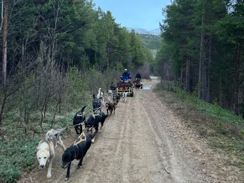 Activenorth - Hundekjøring på hjul inkl transfer TROMSØ 