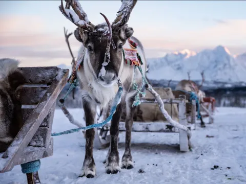 Reindeer Sledding and Sami Culture 1pm - Tromsø Lapland
