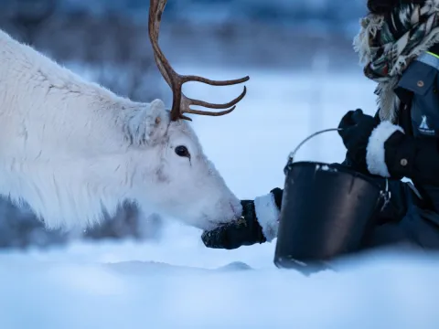 Reindeer Sledding and Sami Culture 1pm - Tromsø Lapland