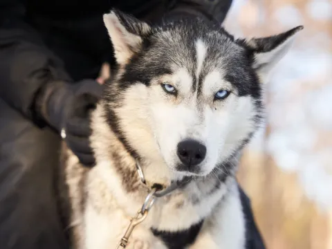 Besøk vår husky hundegård - Into the wild