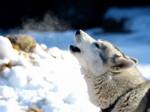 Besøk vår husky hundegård - Into the wild