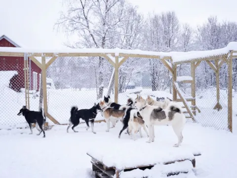 Besøk vår husky hundegård - Into the wild