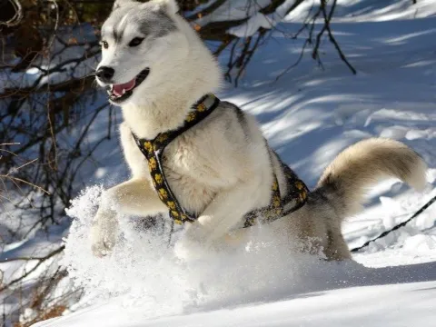 Besøk vår husky hundegård - Into the wild