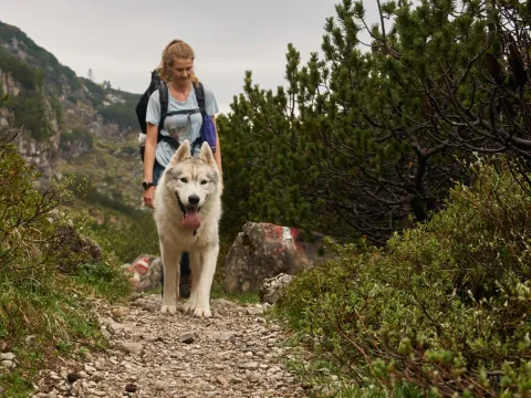 Husky hike - Into the wild