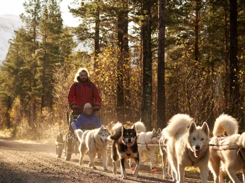 Hundekjøring på hjul - Into the wild