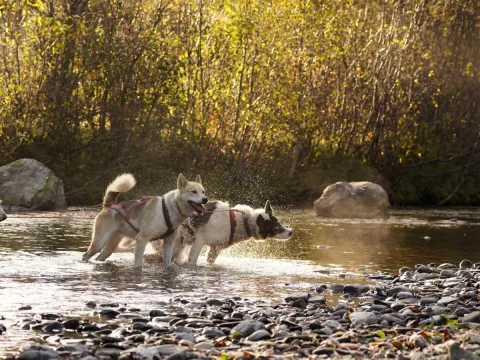 Hundekjøring på hjul - Into the wild