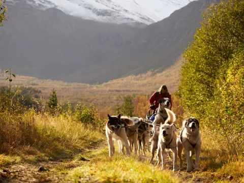 Hundekjøring på hjul - Into the wild