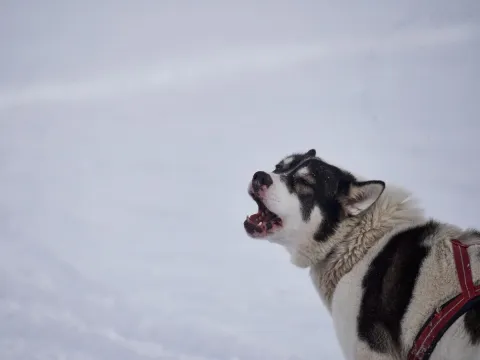 Into the wild