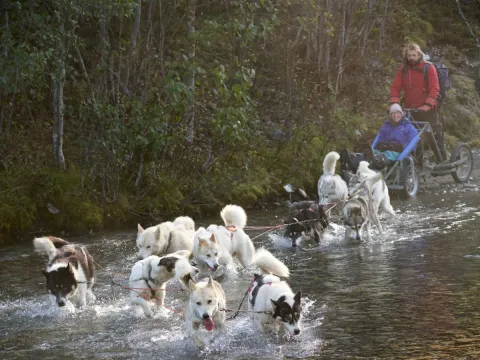 Hundekjøring på hjul - Into the wild