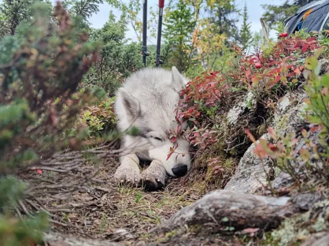 Husky hike - Into the wild
