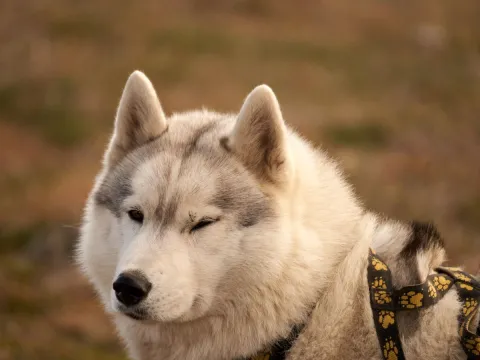 Hundekjøring på hjul - Into the wild