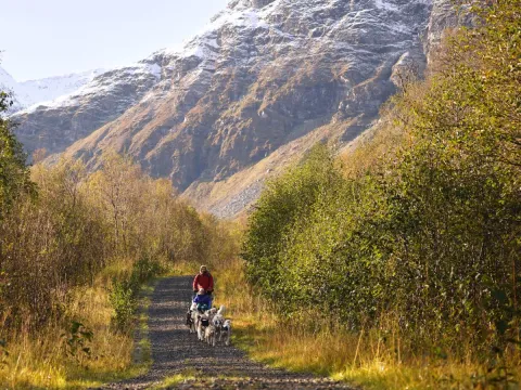 Hundekjøring på hjul - Into the wild