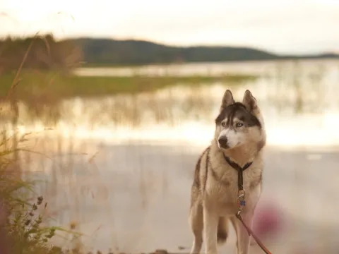Husky hike - Into the wild