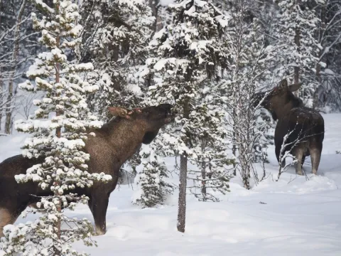 Into the wild