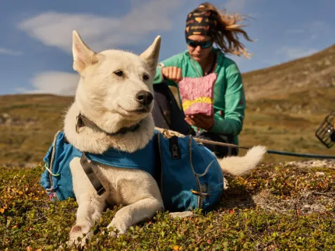 Husky hike - Into the wild