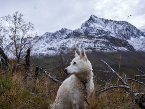 Husky hike - Into the wild