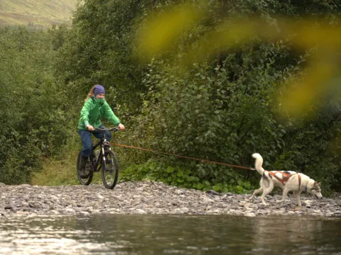 Biking with dogs - Into the wild 