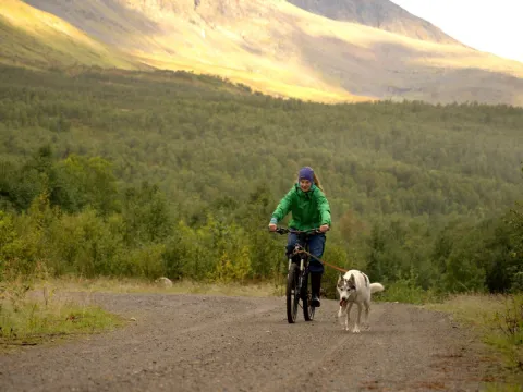 Biking with dogs - Into the wild 