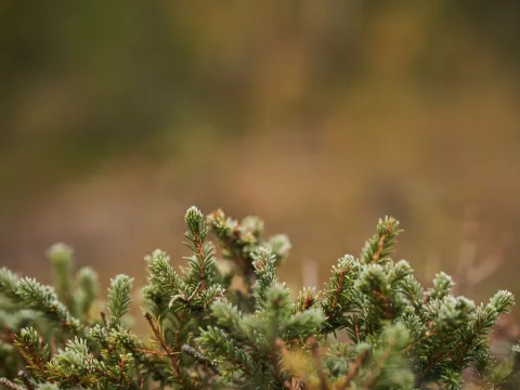 Biking with dogs - Into the wild 