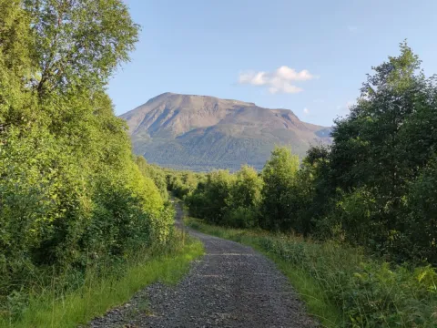 Biking with dogs - Into the wild 